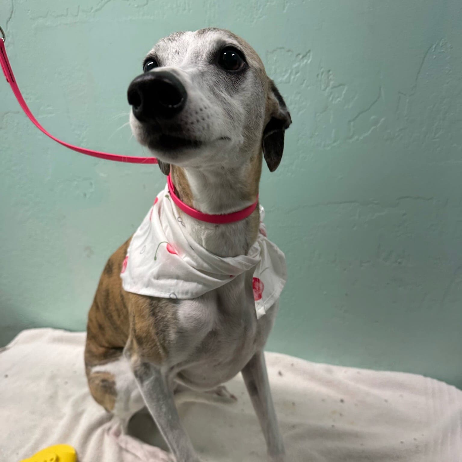 Trixie Belle the Italian Greyhound groomed at Aunties Pet Grooming