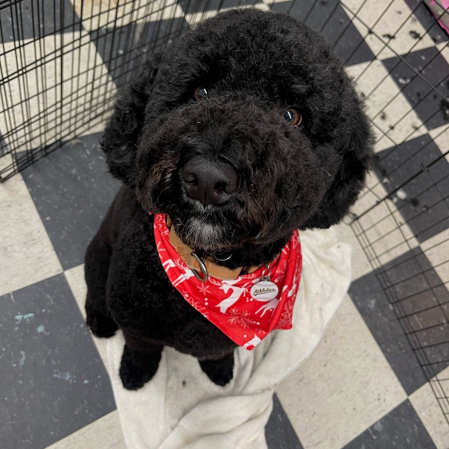 Thunder the Portuguese Water Dog groomed at Aunties Pet Grooming