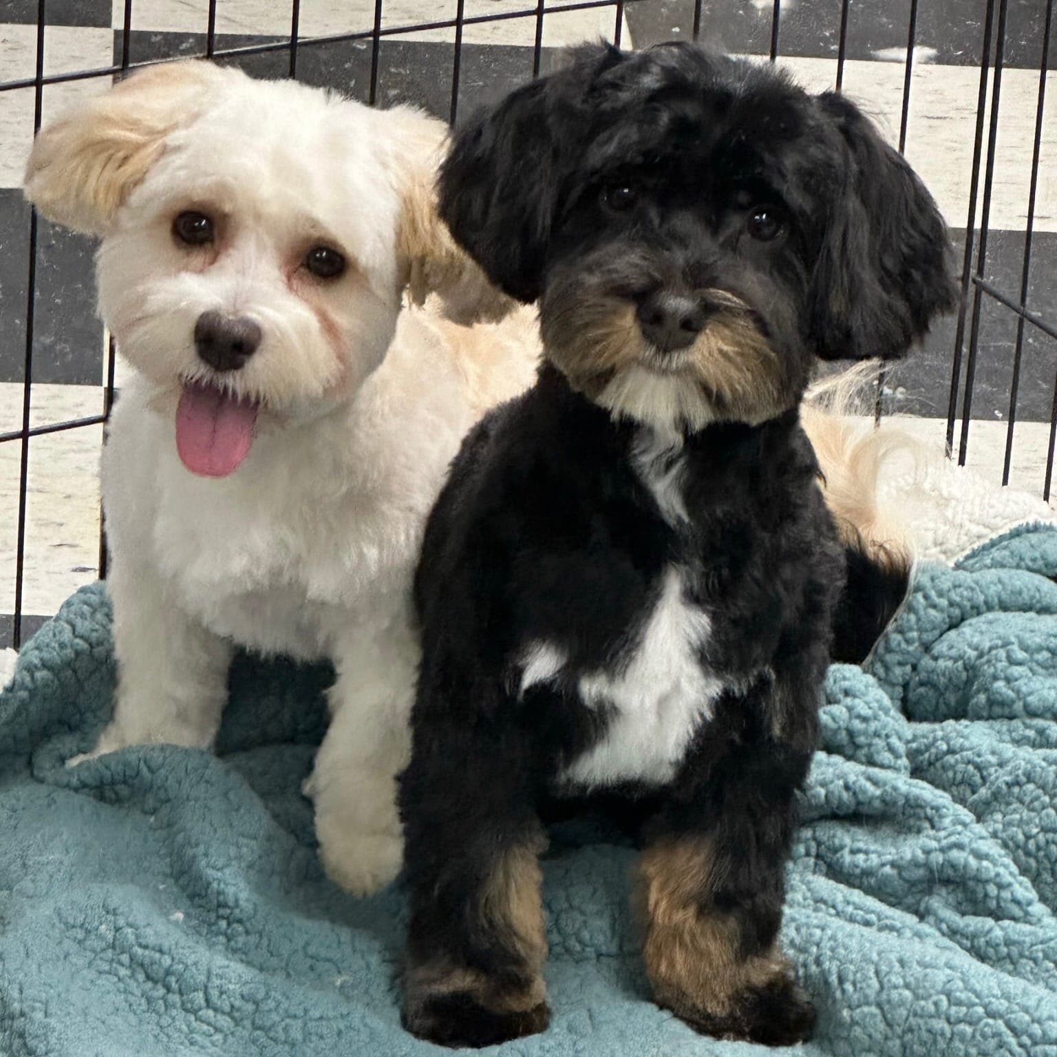 Whiskey and Hazel the Havanese groomed at Aunties Pet Grooming
