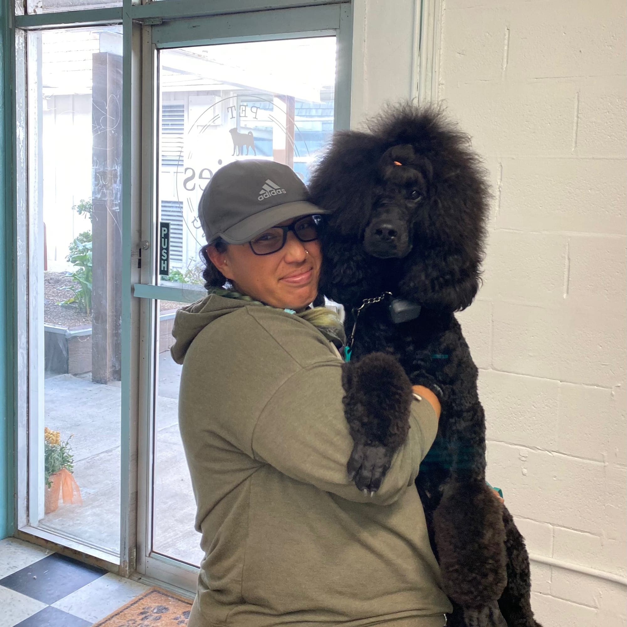 Zazu the Standard Poodle groomed at Aunties Pet Grooming