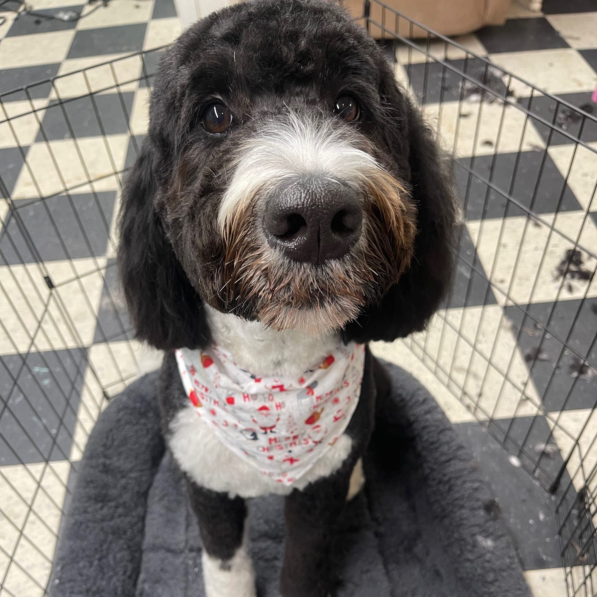Zippy the Goldendoodle groomed at Aunties Pet Grooming