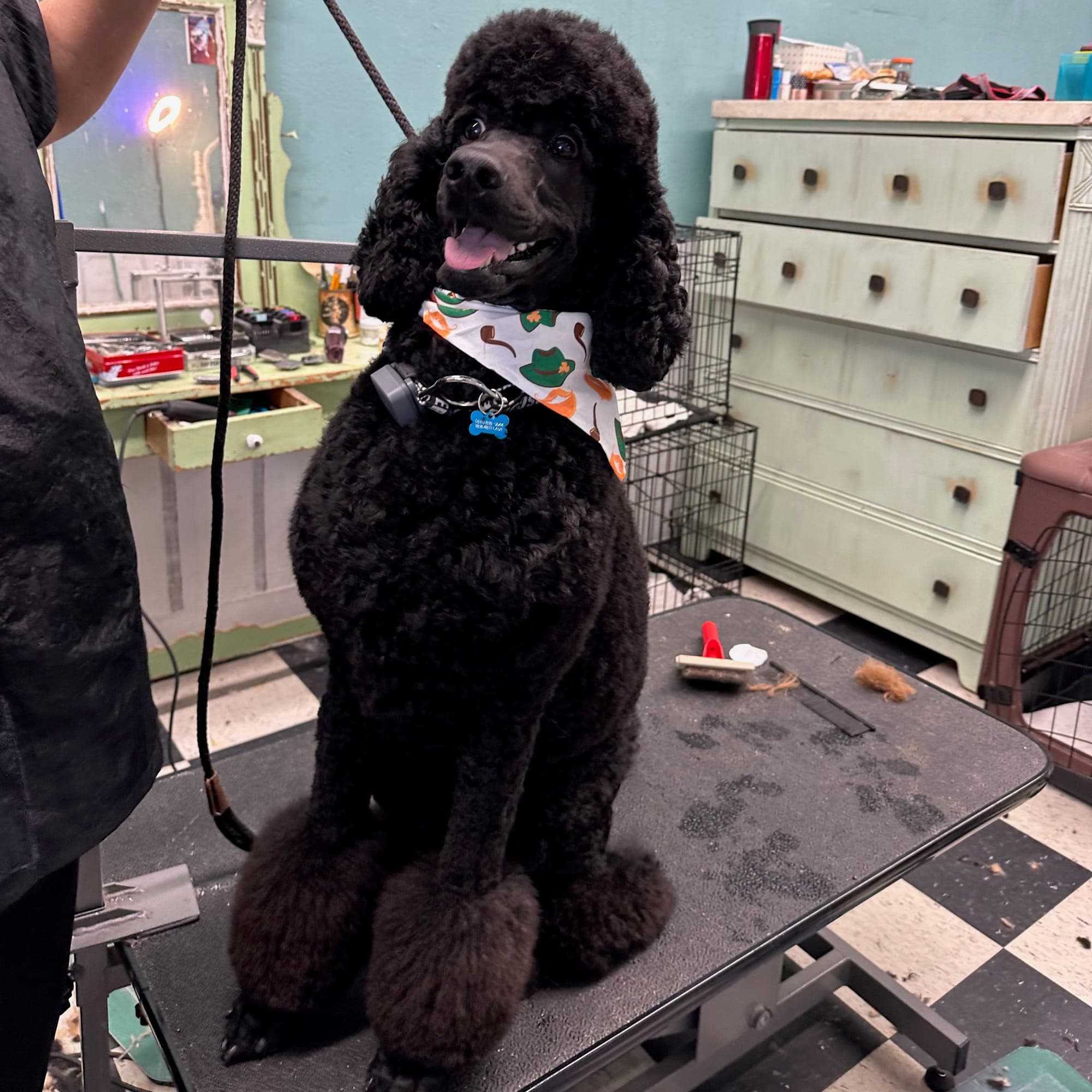 Zazu the Standard Poodle groomed at Aunties Pet Grooming