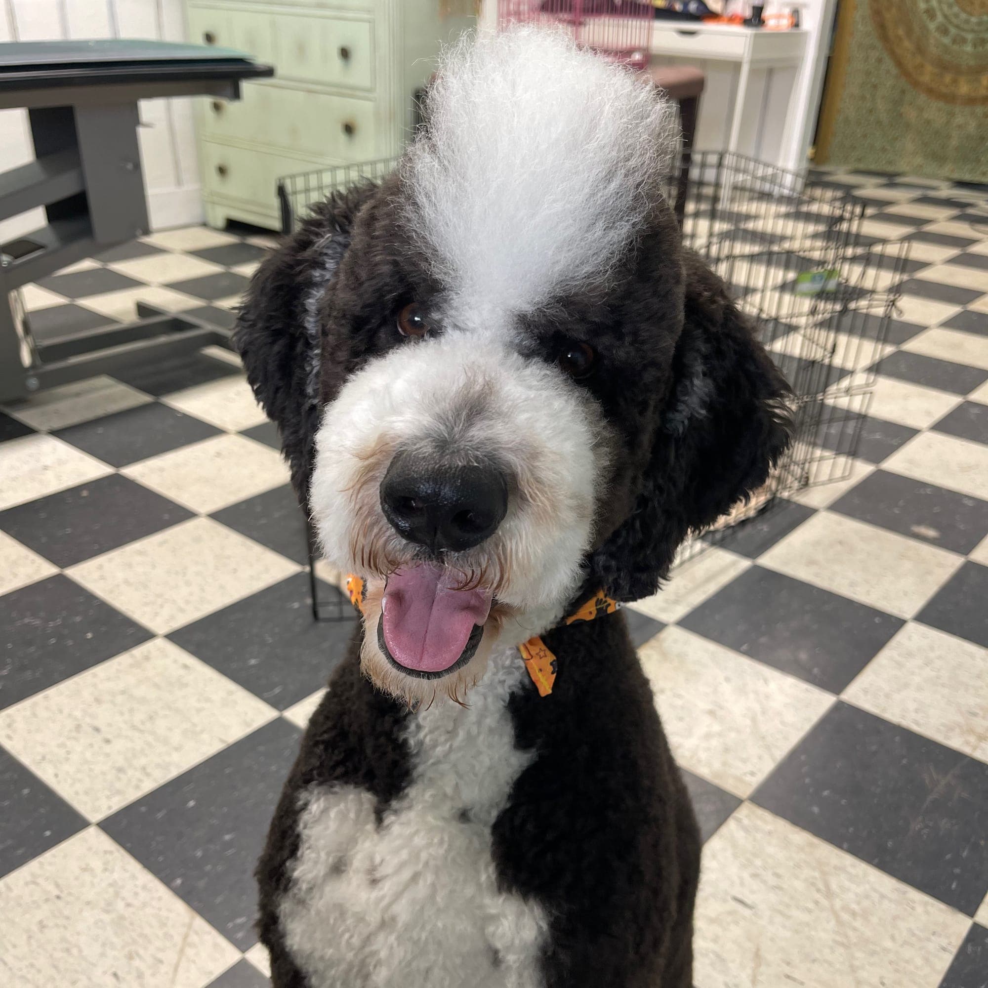 Theodore the Goldendoodle groomed at Aunties Pet Grooming